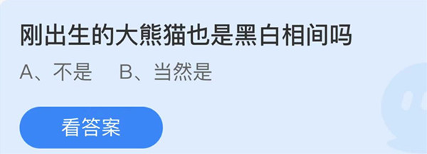 蚂蚁庄园：刚出生的大熊猫也是黑白相间吗