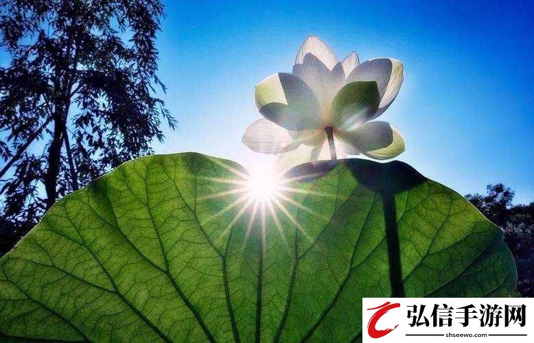 女人的哪个部位称莲花：探索神秘之美