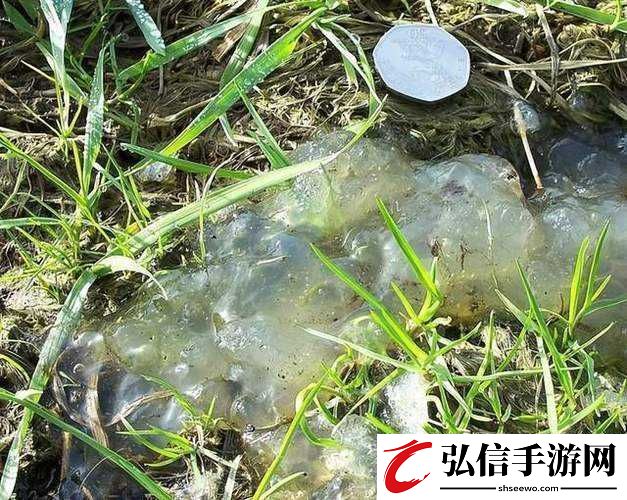 果冻传染煤2024引发的奇特现象探讨