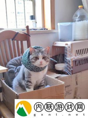 麦芬启程：猫咪包的华丽冒险——为您呈现一款令人惊艳的猫咪包设计