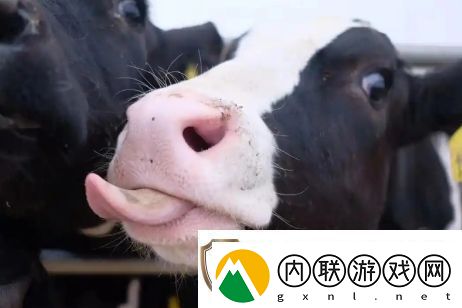 牛校出牛子是什么梗络用语牛校出牛子梗意思及出处分享